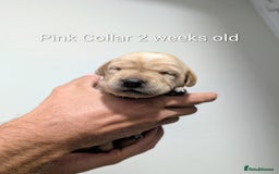 Labrador Retriever dogs for sale: Golden/Yellow Labrador retriever Puppies - Image 8