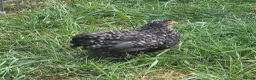 Chickens poultry for sale: Pekin chicks / pullets - Advert 6