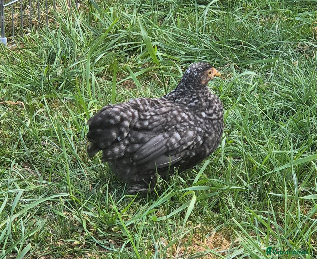 Chickens poultry for sale: Pekin chicks / pullets - Advert 6