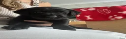 Labrador Retriever dogs for sale: Labrador puppy’s available from 24/09. - Advert 10