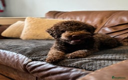 Lagotto Romagnolo dogs for sale: Exciting litter  - Image 4