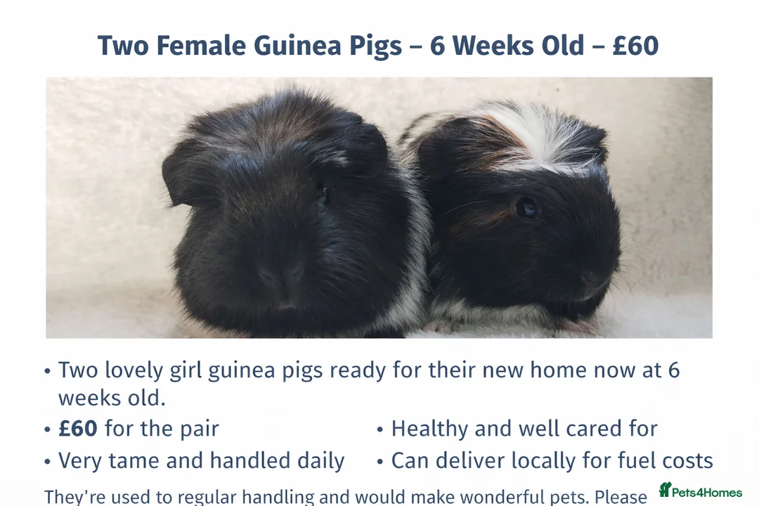 Guinea Pig rodents for sale: Baby cornet sisters guinea pig delivery available - Advert 1
