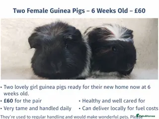 Guinea Pig rodents Baby cornet sisters guinea pig delivery available - Advert 12