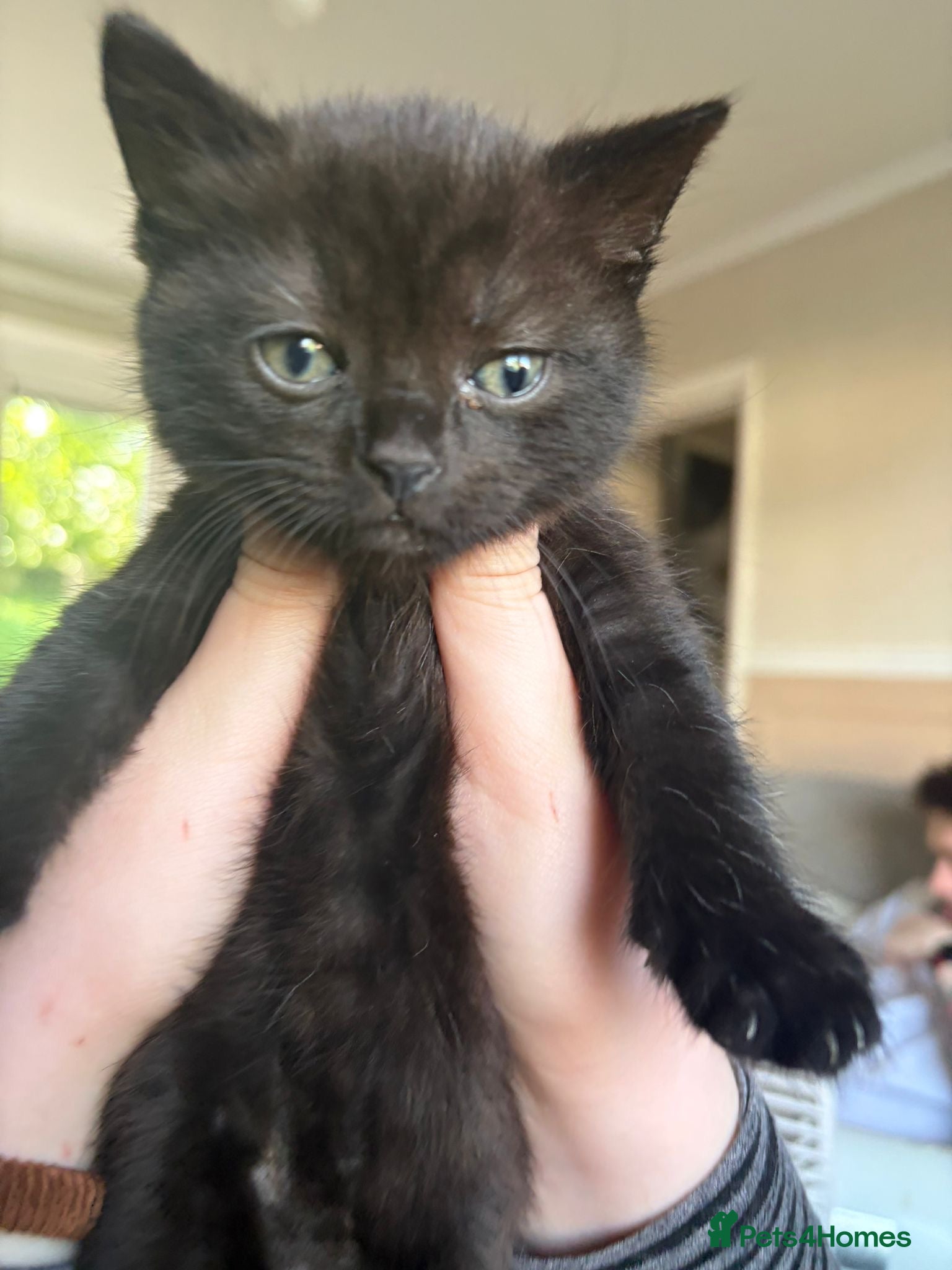 Scottish Fold cats for sale: Half Scottish fold kittens  in Bilston - Advert 23