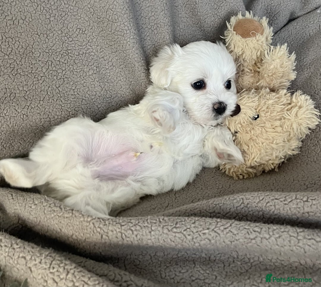 Maltese dogs for sale: MALTESE PUPPIES - Image 5