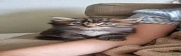 Mixed Breed cats for sale: Two gorgeous kittens looking for homes in Frome - Advert 7