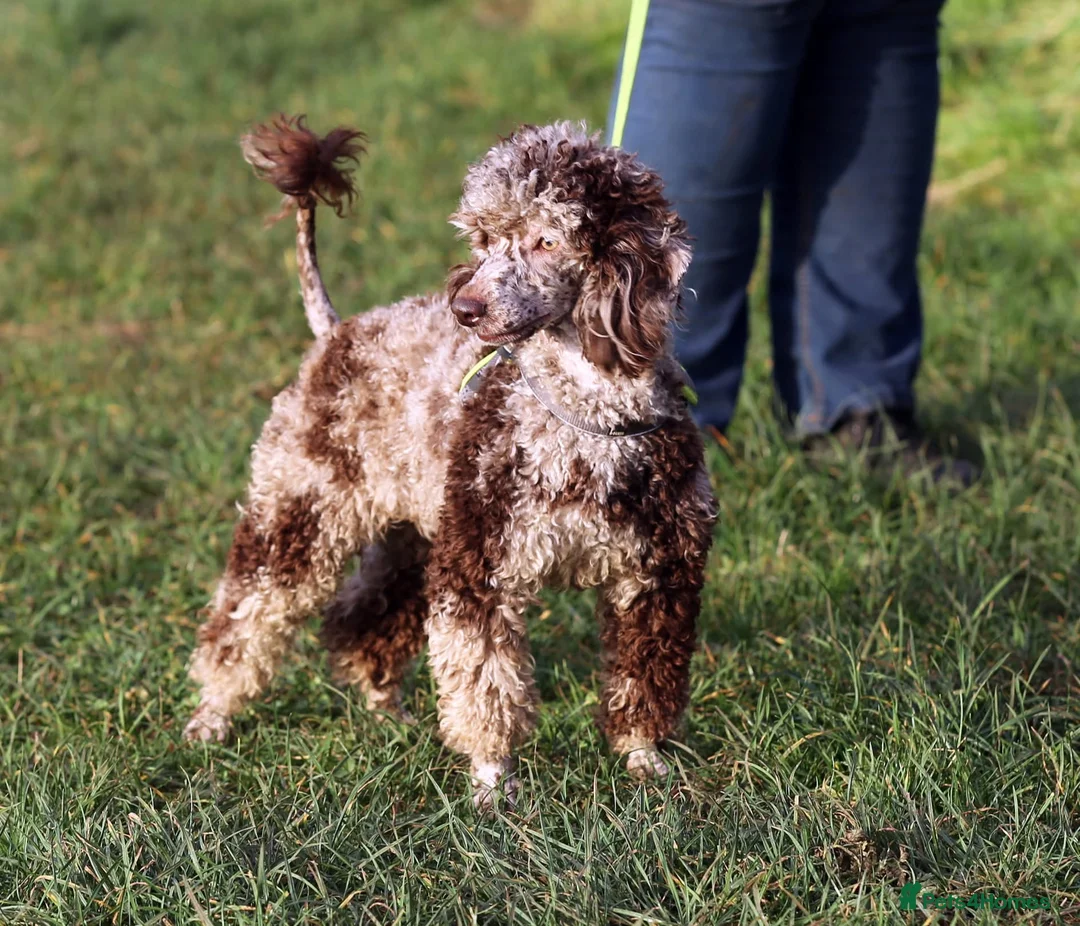 Miniature Poodle dogs for sale: Stunning chocolate Merle fully health tested  - Advert 1