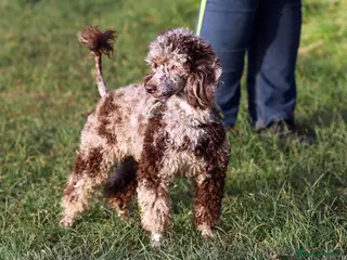Miniature Poodle dogs Stunning chocolate Merle fully health tested - Advert 1