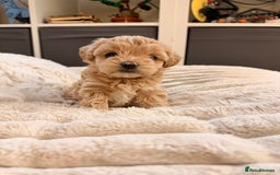 Maltipoo dogs for sale: 💛  Maltipoo Puppies Ready 16th Dec  💛 - Advert 3