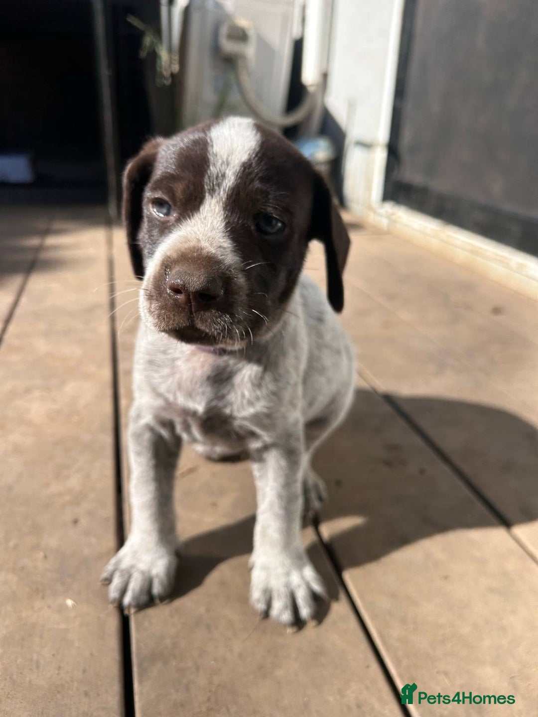 German Shorthaired Pointer dogs for sale: Protective German Shorthaired Pointer Puppies - Advert 4