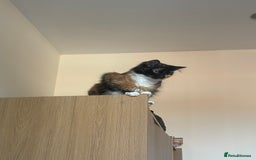 Domestic Shorthair cats for sale: Bonded sisters, please adopt together!  - Image 13