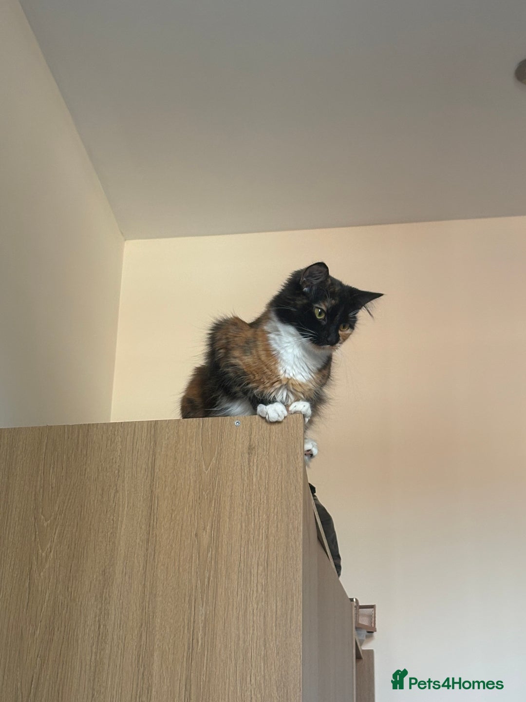 Domestic Shorthair cats for sale: Bonded sisters, please adopt together!  - Image 13