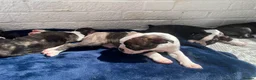 Boston Terrier dogs for sale: Brindle Boston terrier KC puppies  - Advert 20