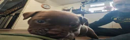 Dorset Olde Tyme Bulldogge dogs for sale: Old tyme bulldog puppies  in Farnborough - Advert 3