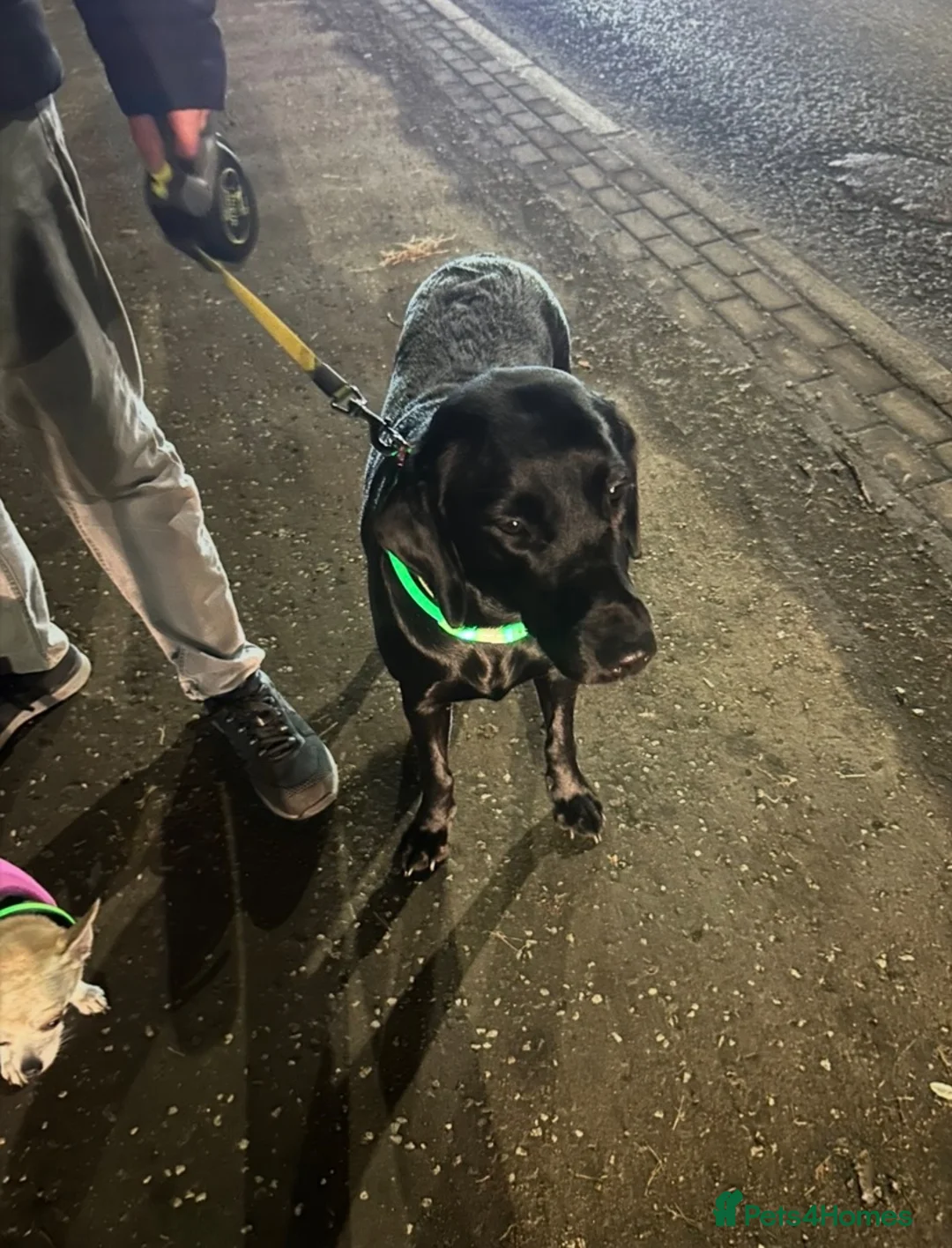 Labrador Retriever dogs for sale: Gorgeous litter of 6 Labrador puppies in Paisley - Advert 1