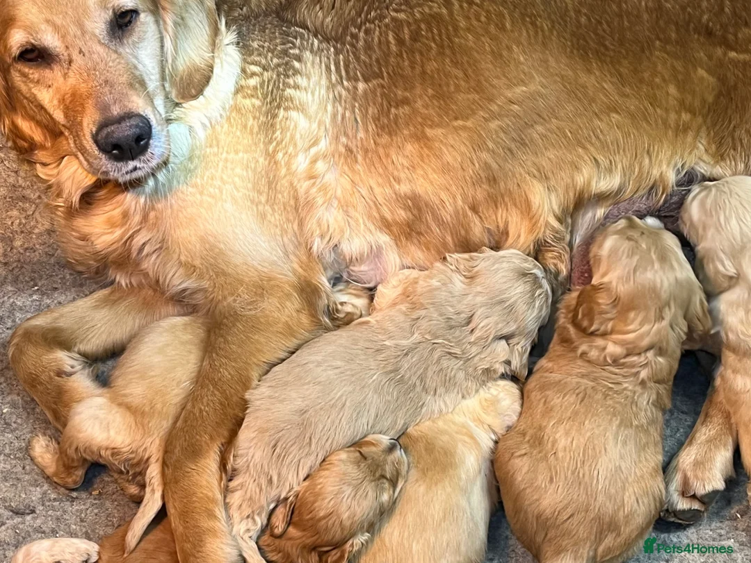 Goldendoodle dogs for sale: Stunning goldendoodle pups  - Advert 1