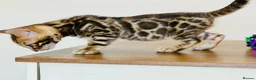Bengal cats for sale: ⭐⭐⭐ Pedigree Bengal TICA registered Kittens ⭐⭐⭐ - Advert 15