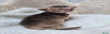 Abyssinian Kitten 3