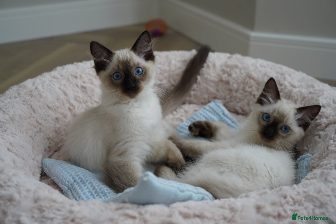 Ragdoll cats for sale: Two Ragdoll brothers  - Image 3
