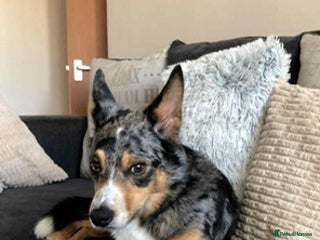 Welsh Collie dogs Tri colour merle collie - Advert 1