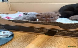 British Shorthair cats for sale: Pure British short hair kittens  - Image 1
