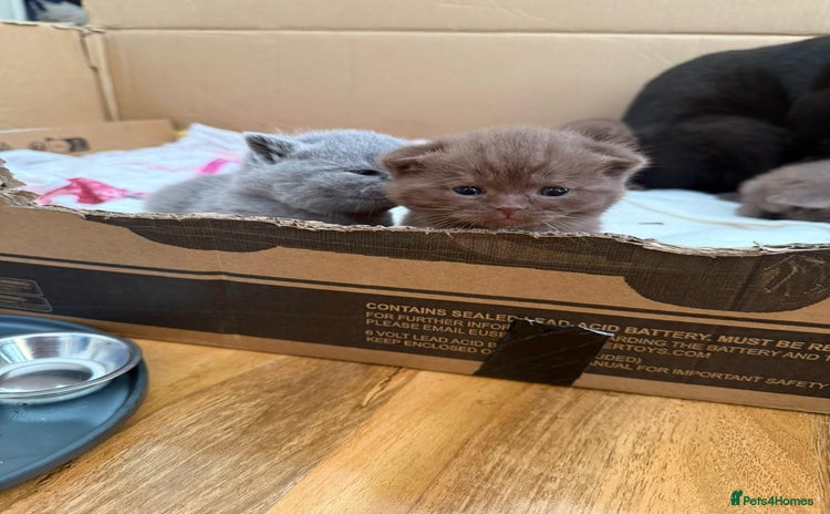 British Shorthair cats - Advert 14