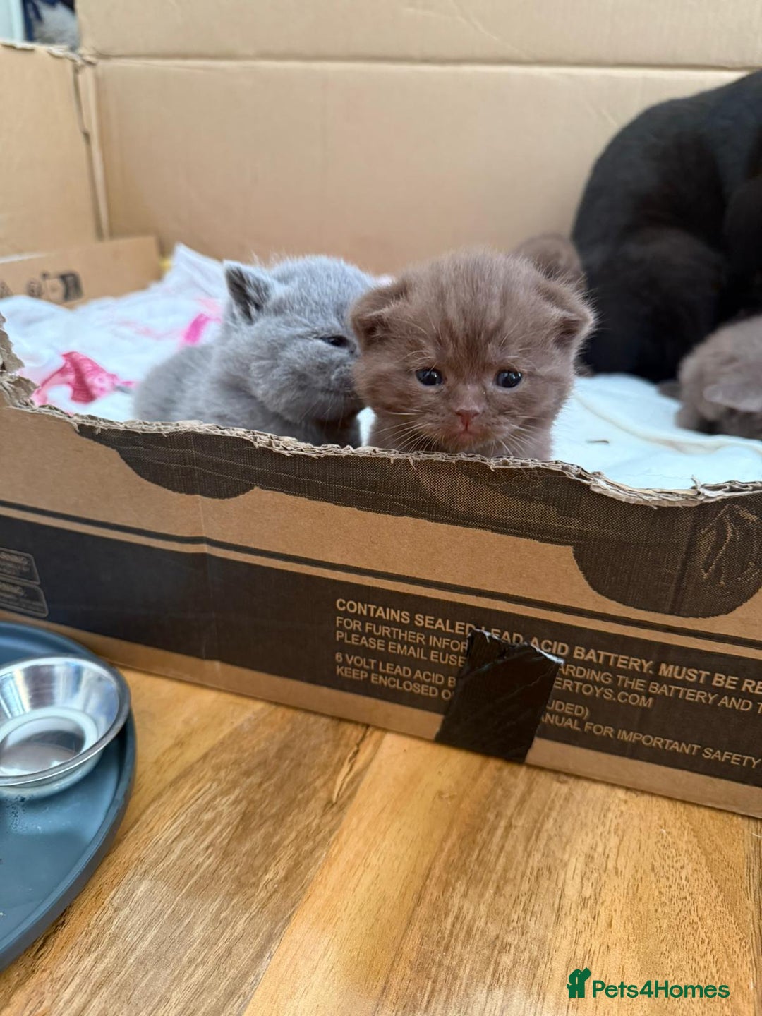 British Shorthair cats for sale: Pure British short hair kittens  - Image 1