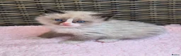 Ragdoll cats for sale: GCCF Registered Ragdoll Kittens  - Advert 10