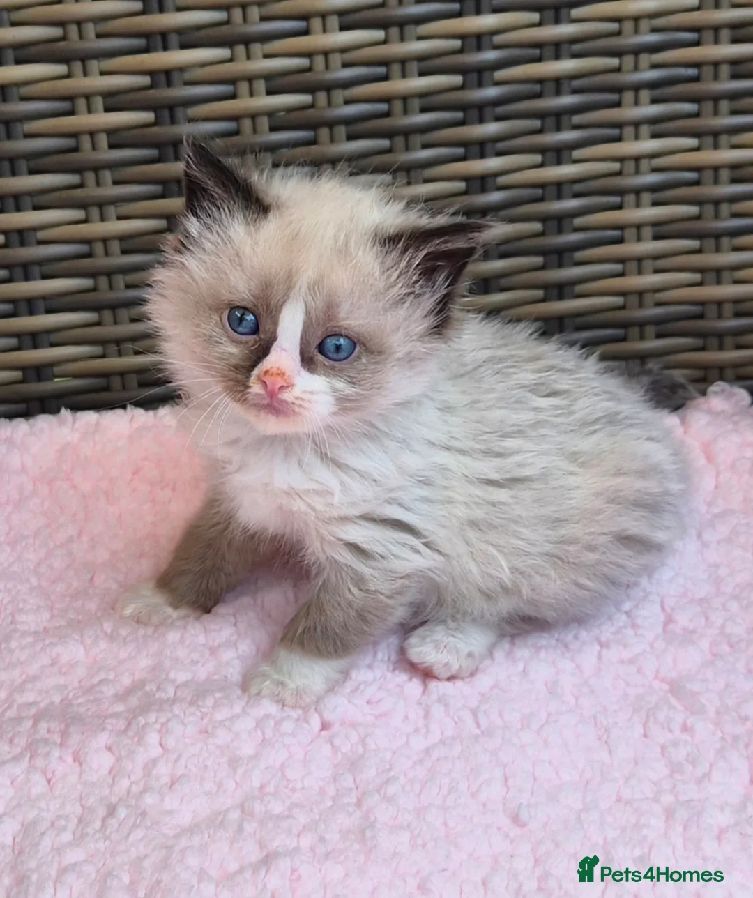 Ragdoll cats for sale: GCCF Registered Ragdoll Kittens  - Advert 10