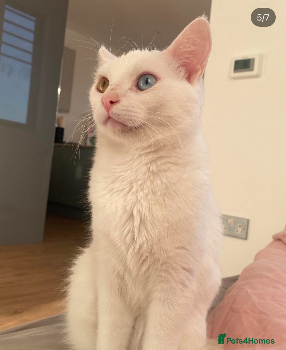 Russian Blue cats for sale: Sweet Russian White Cat Looking for a Loving Home - Image 1