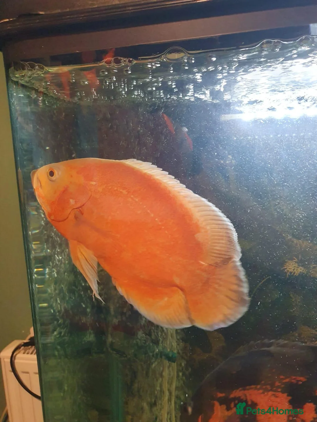 Cichlids fish for sale: Chilli red Oscar & Tiger Oscar  - Advert 2