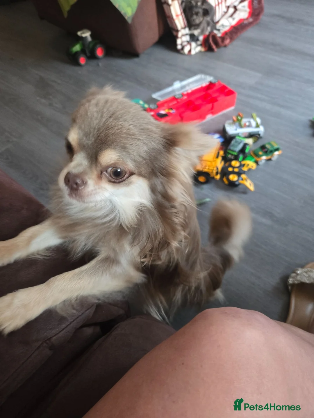 Chihuahua dogs for stud: Beautiful kc registered lilac and cream for stud!! - Advert 1