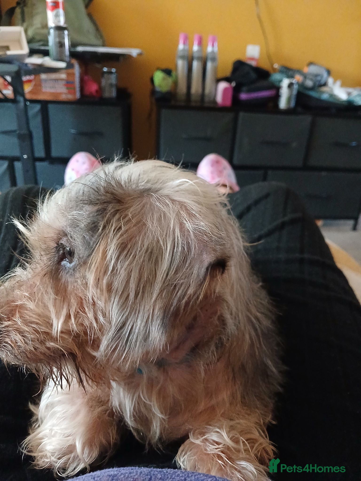 Mixed Breed dogs Dachshund x Yorkie for sale - Advert 4