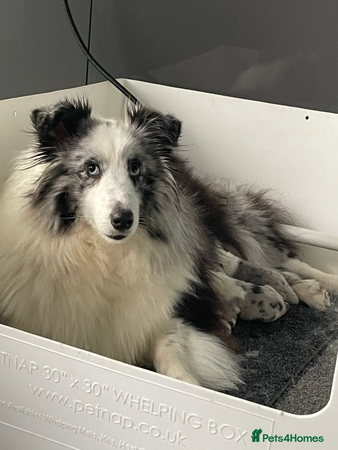 Shetland Sheepdog dogs for sale: Gorgeous Bi-black Boy Available  - Advert 8