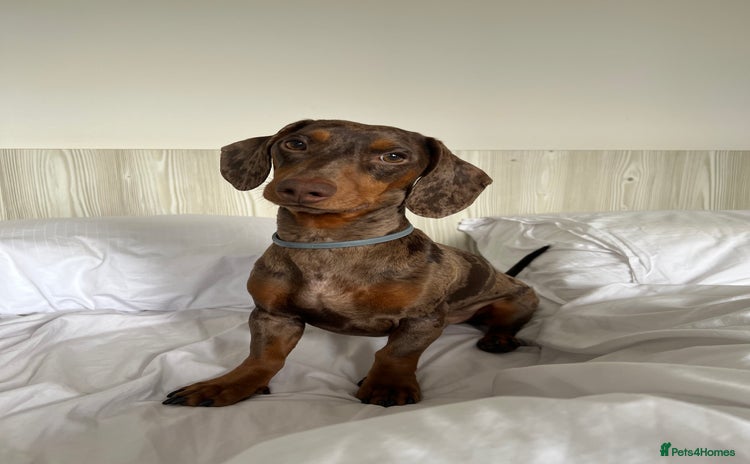 Miniature Dachshund dogs - Advert 1