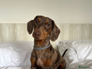 Miniature Dachshund dogs - Advert 31