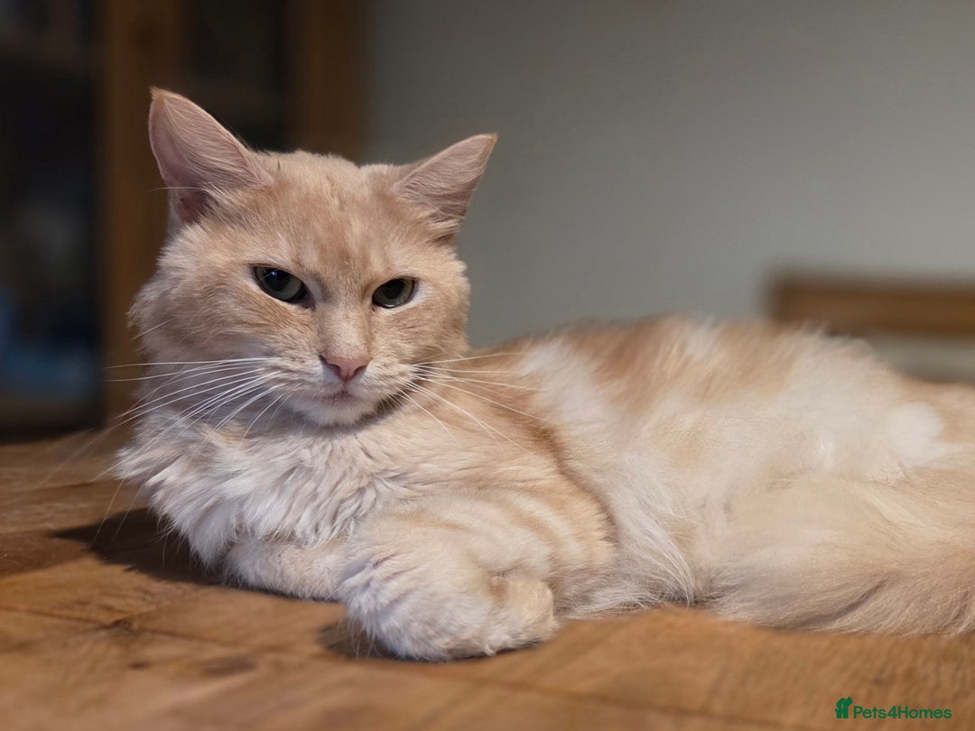 Maine Coon cats for sale: Fluffy ginger and cream maine coon cross kittens - Image 2