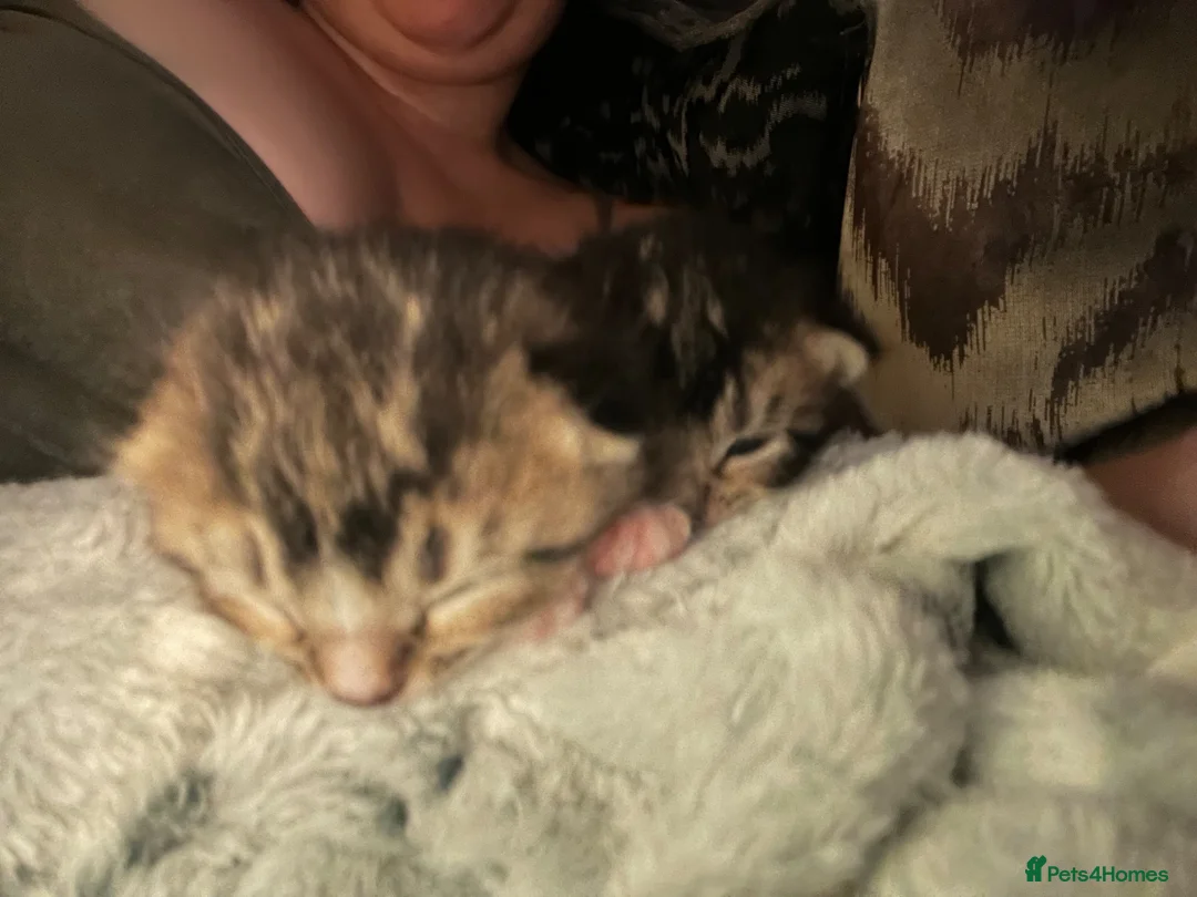 Mixed Breed cats for sale: Ready today beautiful tabbys - Advert 1