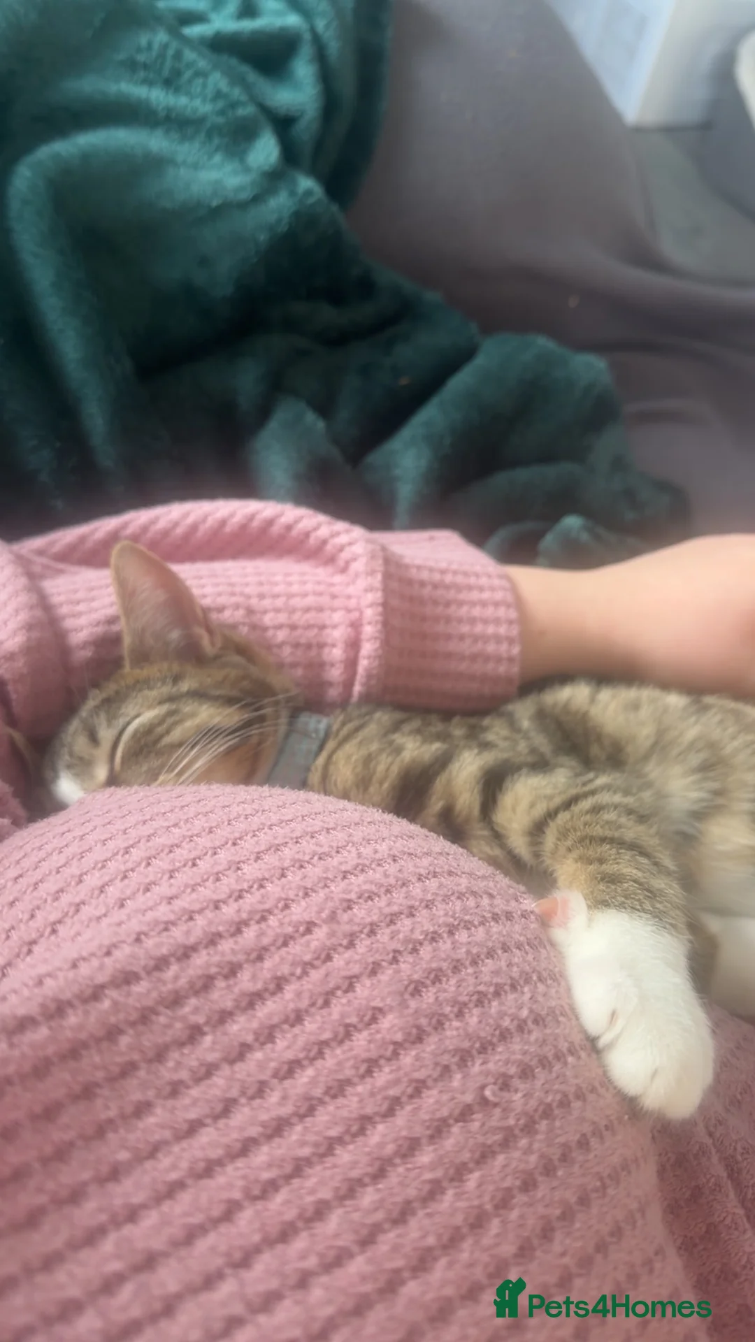 Mixed Breed cats for sale: Two males mixed breed  - Advert 11