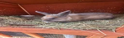 Mixed Breed rabbits for sale: Bunnies in Boldon Colliery - Advert 12