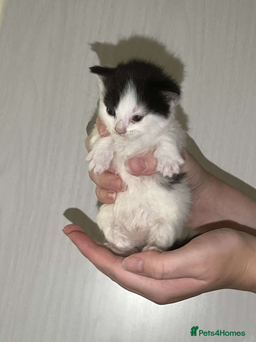 Mixed Breed cats for sale: Gorgeous kittens for sale  - Image 5