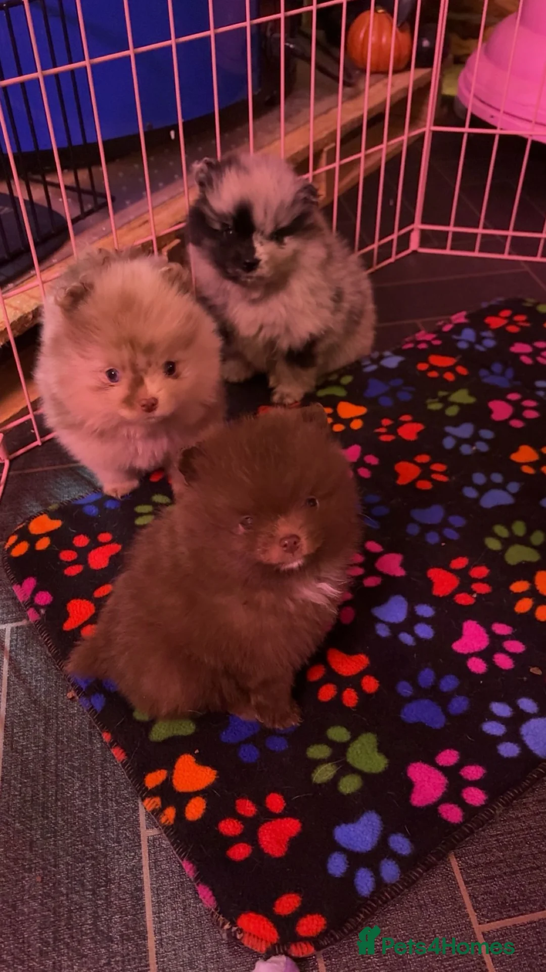 Pomeranian dogs for stud: Beautiful blue eyed Alaskan merle Pomeranian stud in Swansea - Advert 9