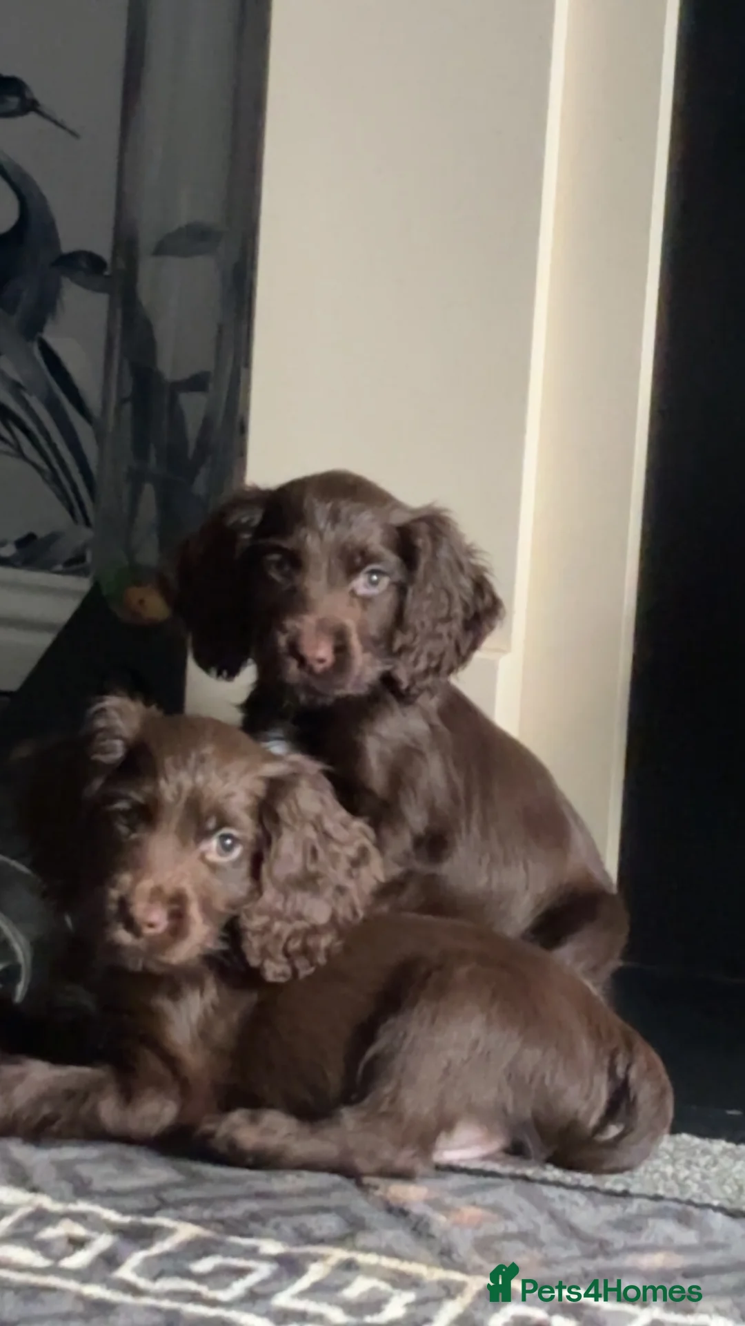 Cocker Spaniel dogs for sale: 3 beautiful cocker spaniel puppy’s  - Advert 3