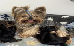 Yorkshire Terrier dogs for sale: Adorable Miniature Yorkshire terrier Boy  - Image 8