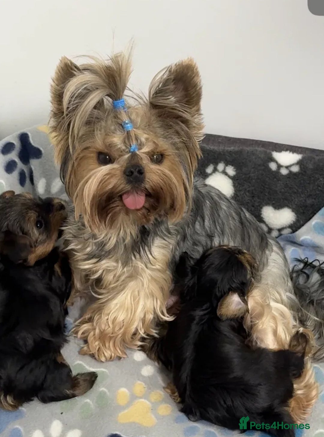 Yorkshire Terrier dogs for sale: Adorable Miniature Yorkshire terrier Boy  - Image 8