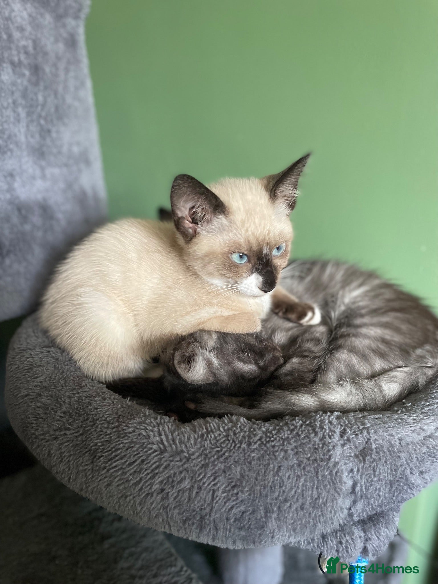 Mixed Breed cats Ghost & Pandora looking for forever homes - Advert 15