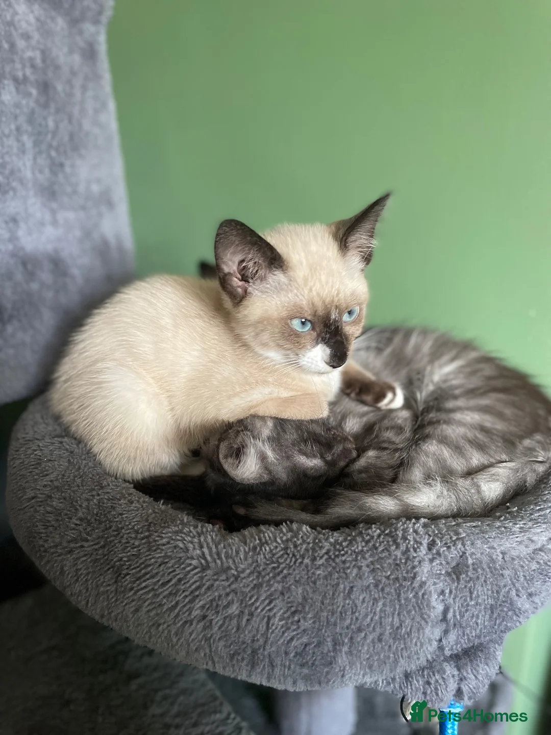 Mixed Breed cats for sale: Ghost & Pandora looking for forever homes - Advert 1