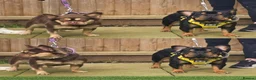 French Bulldog dogs for sale: Stunning French Bulldog Puppies in Norwich - Advert 1