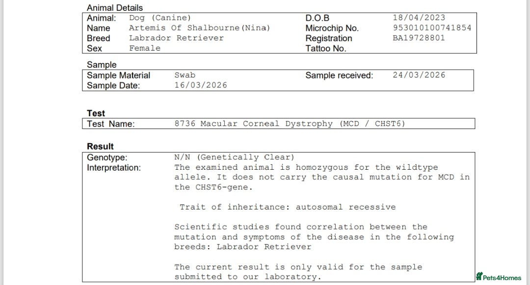 Labrador Retriever dogs KC labradors  - Advert 2