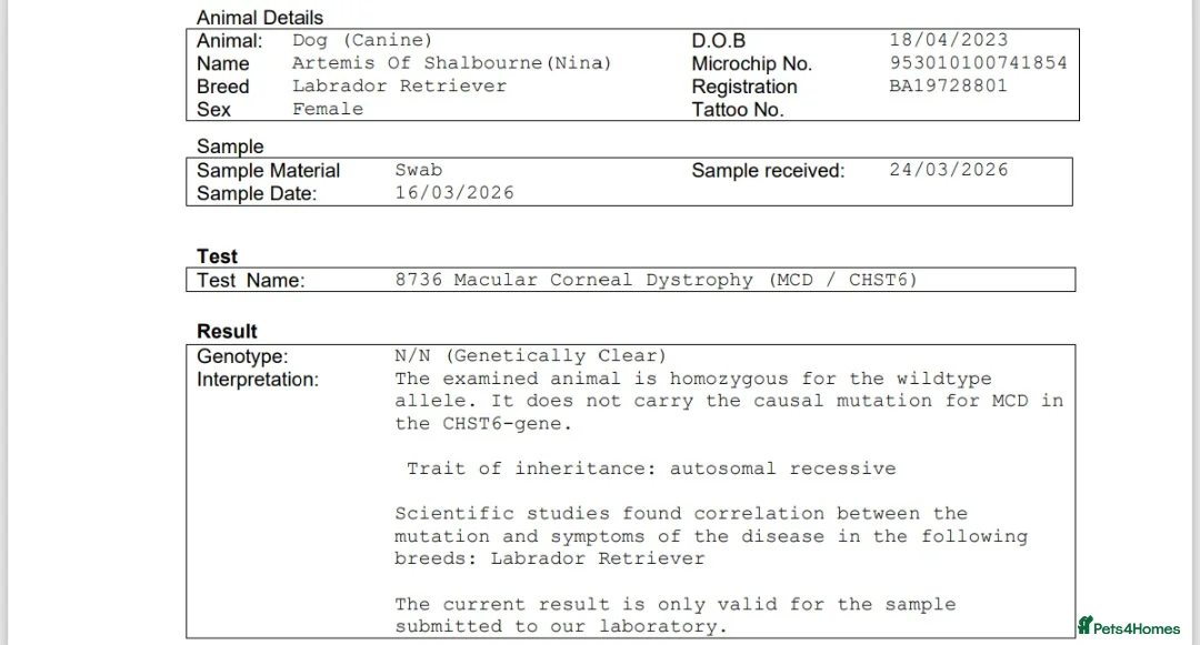 Labrador Retriever dogs for sale: KC labradors  - Advert 2